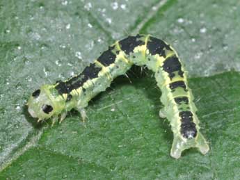  Chenille de Euchoeca nebulata Scop. - �Philippe Mothiron