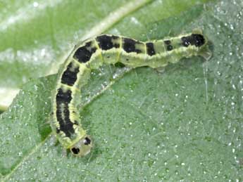  Chenille de Euchoeca nebulata Scop. - �Philippe Mothiron