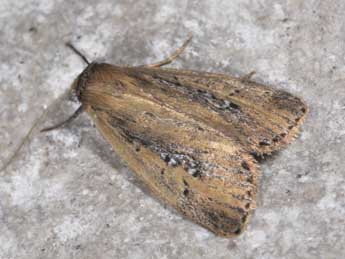 Archanara neurica Hb. adulte - �Philippe Mothiron