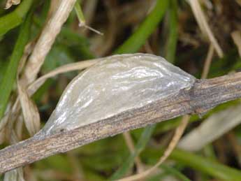  Chrysalide de Zygaena nevadensis Rbr - �Wolfgang Wagner, www.pyrgus.de