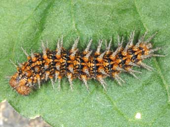  Chenille de Fabriciana niobe L. - �Wolfgang Wagner, www.pyrgus.de