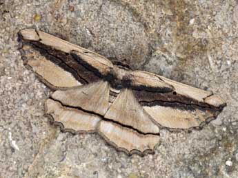 Menophra nycthemeraria Gey. adulte - �Daniel Morel