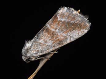 Phyllophila obliterata Rbr adulte - �Philippe Mothiron