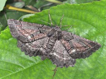 Nychiodes obscuraria Vill. adulte - �Philippe Mothiron