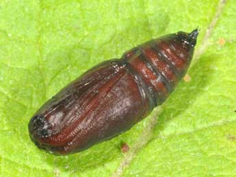  Chrysalide de Nychiodes obscuraria Vill. - �Philippe Mothiron