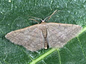 Idaea obsoletaria Rbr adulte - �Philippe Mothiron