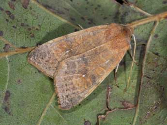 Cirrhia ocellaris Bkh. adulte - �Philippe Mothiron