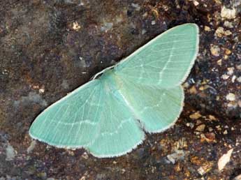 Xenochlorodes olympiaria H.-S. adulte - �Daniel Morel