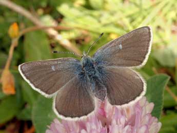 Agriades orbitulus Prun. adulte - �Daniel Morel