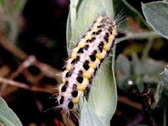  Chenille de Zygaena osterodensis Reiss - �Wolfgang Wagner, www.pyrgus.de