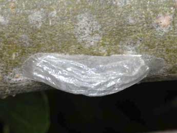  Chrysalide de Zygaena osterodensis Reiss - �Wolfgang Wagner, www.pyrgus.de