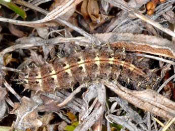  Chenille de Boloria pales D. & S. - �Wolfgang Wagner, www.pyrgus.de
