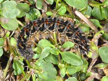  Chenille de Argynnis pandora D. & S. - �Wolfgang Wagner, www.pyrgus.de