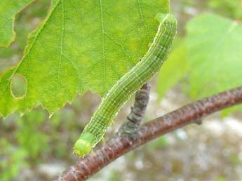  Chenille de Archiearis parthenias L. - �Brigitte Seys