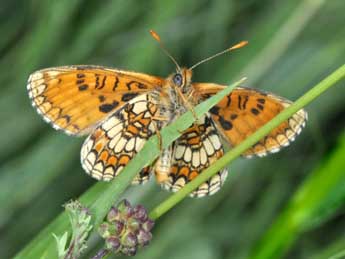 Melitaea parthenoides Kef. adulte - �Philippe Mothiron