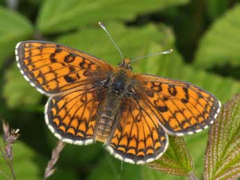 Melitaea parthenoides Kef. adulte - �Philippe Mothiron
