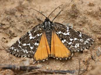 Athroolopha pennigeraria Hb. adulte - �Emmanuel Ruiz