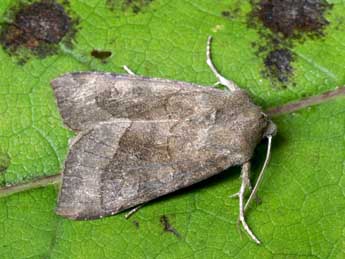 Hydraecia petasitis Dbld. adulte - �Yann Baillet