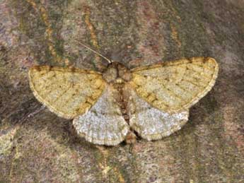 Phigalia pilosaria D. & S. adulte - �Philippe Mothiron