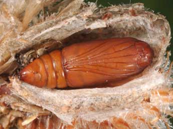  Chrysalide de Bryonycta pineti Stgr - �Wolfgang Wagner, www.pyrgus.de