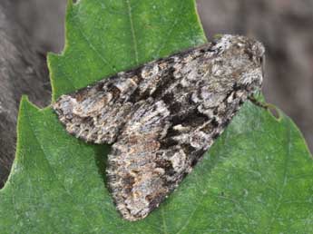 Hada plebeja L. adulte - �Philippe Mothiron