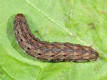  Chenille de Hada plebeja L. - �Philippe Mothiron