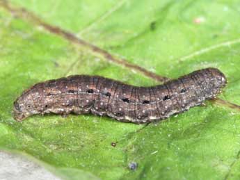  Chenille de Hada plebeja L. - �Philippe Mothiron