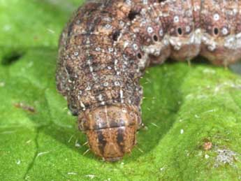  Chenille de Hada plebeja L. - �Philippe Mothiron