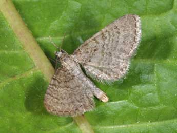 Eupithecia plumbeolata Hw. adulte - �Philippe Mothiron