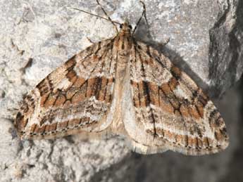 Trichopteryx polycommata D. & S. adulte - �Paul Cabrol