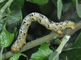  Chenille de Lycia pomonaria Hb. - �Philippe Mothiron