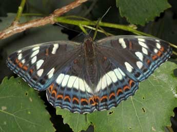Limenitis populi L. adulte - �Wolfgang Wagner, www.pyrgus.de