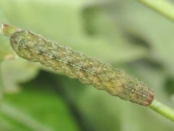  Chenille de Anaplectoides prasinus D. & S. - �Philippe Mothiron