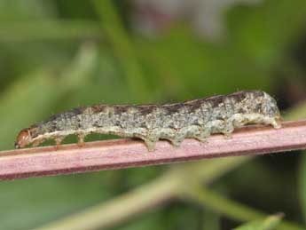  Chenille de Anaplectoides prasinus D. & S. - �Philippe Mothiron