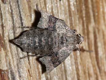 Theria primaria Hw. adulte - �Jean-Paul Coat