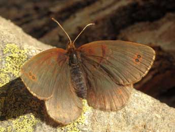Erebia pronoe Esp. adulte - �Daniel Morel