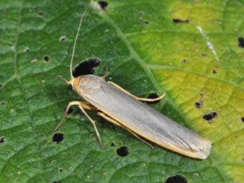 Manulea pseudocomplana Danl. adulte - �Philippe Mothiron