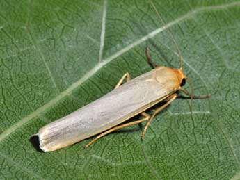 Manulea pseudocomplana Danl. adulte - �Philippe Mothiron