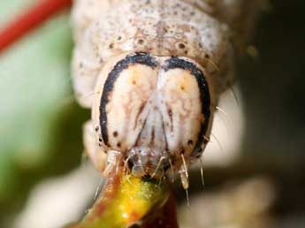  Chenille de Catocala puerpera Giorna - �Emmanuel Ruiz