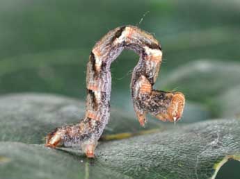  Chenille de Cyclophora punctaria L. - �Philippe Mothiron
