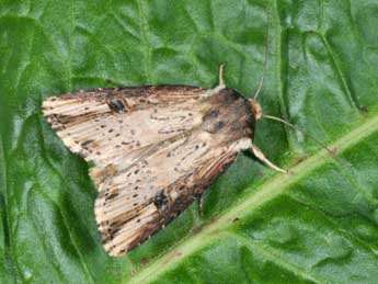 Axylia putris L. adulte - �Philippe Mothiron