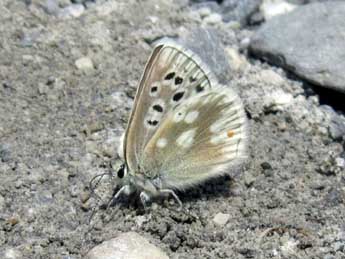 Agriades pyrenaicus Bsdv. adulte - �Jude Lock