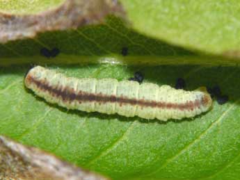  Chenille de Pasiphila rectangulata L. - �Jean-Jacques Porteneuve