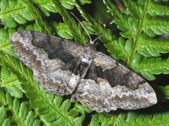 Alcis repandata L. adulte - �Philippe Mothiron