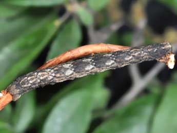  Chenille de Alcis repandata L. - �Philippe Mothiron