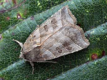 Ipimorpha retusa L. adulte - �Daniel Morel