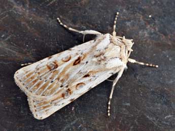 Agrotis ripae Hb. adulte - �Daniel Morel