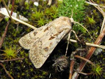 Agrotis ripae Hb. adulte - �Beno�t M�ry