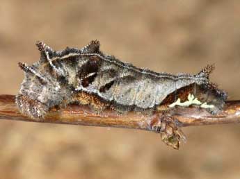  Chenille de Neptis rivularis Scop. - �Wolfgang Wagner, www.pyrgus.de