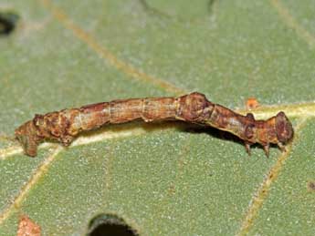  Chenille de Hypomecis roboraria D. & S. - �Jean-Paul Coat